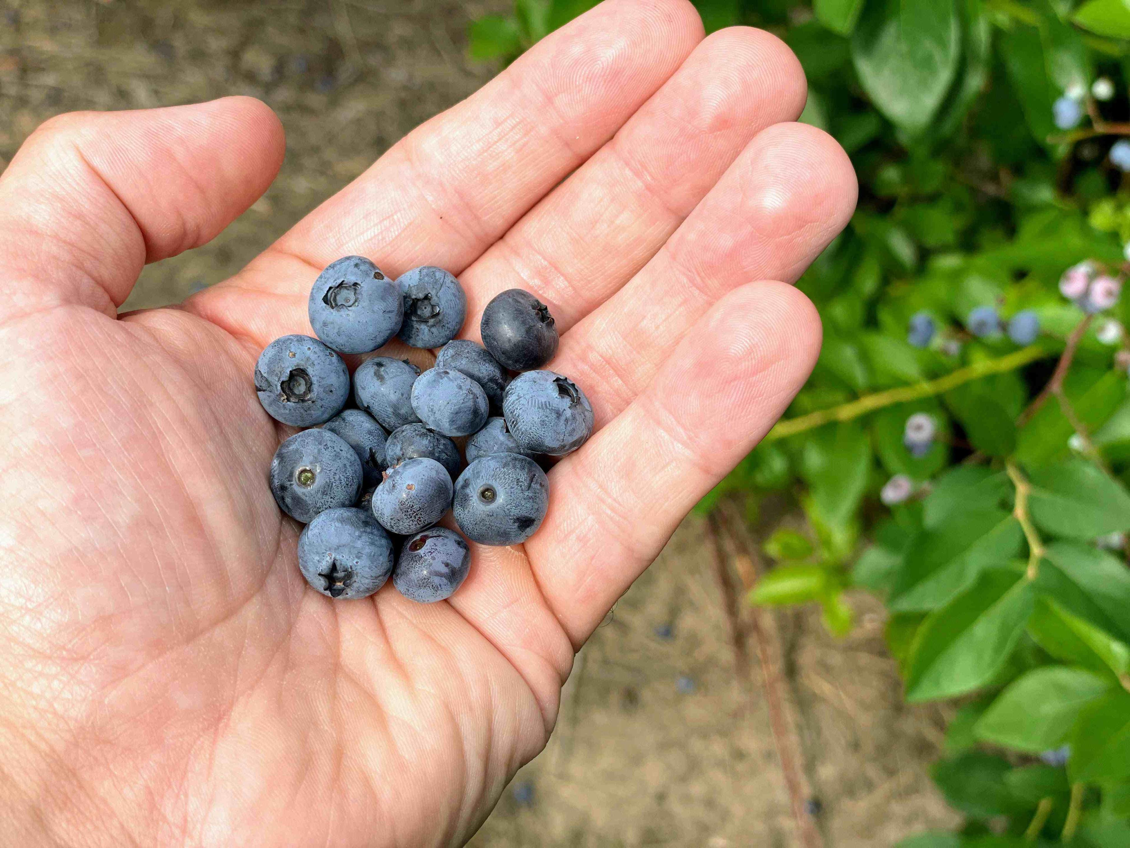 Blueberries: The Superfood You Don't Have to Try Hard to Eat — image 1